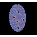 Cabochon oval lapis lazuli 25x18 mm