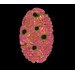 Cabochon oval iridis 32x20 mm