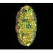 Cabochon oval iridis 32x20 mm